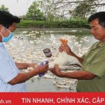tiêm vắc xin cho gia cầm
