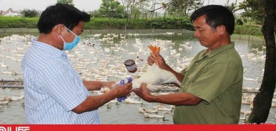 tiêm vắc xin cho gia cầm