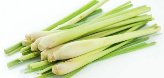 cc8aeb091352641fe7a1eb98496fd79a