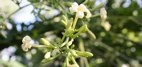 2e4e2c794b6a858799f31d2b670ec3bf