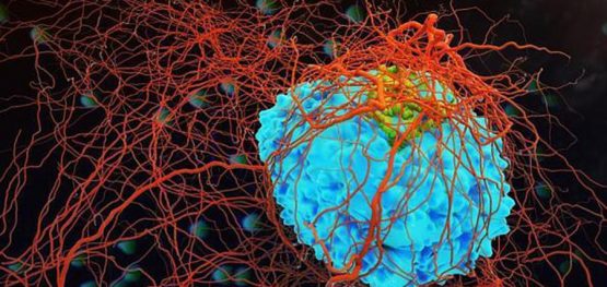 61497667407d7ca76ce933f327d9a622