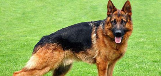 5d45ce4c4a377bc1ca7e87134015d225