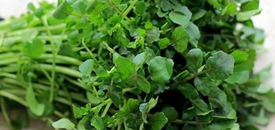 Lợi ích của rau cải xoong